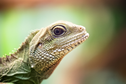 Close-up of the eye of a Green Iguana (Iguana iguana).
