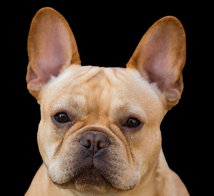 18-Months-Old Red Tan Male French Bulldog Headshot