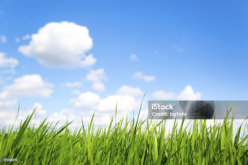 Gras und Himmel-XXXL - Lizenzfrei Gras Stock-Foto