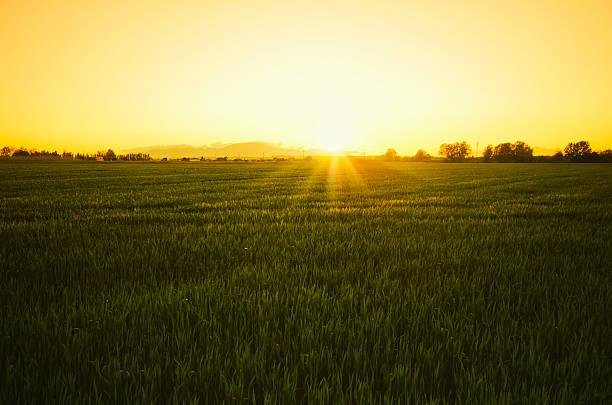 istock Sunlight on Tuscany wheat landscape at dusk 171237119