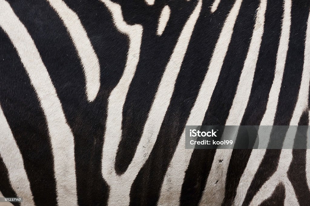 Zebra-Struktur - Lizenzfrei Zebra Stock-Foto