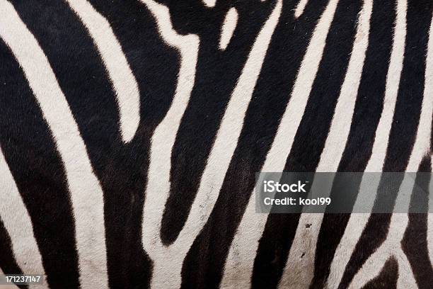 Zebrastruktur Stockfoto und mehr Bilder von Zebra - Zebra, Abstrakt, Bildhintergrund