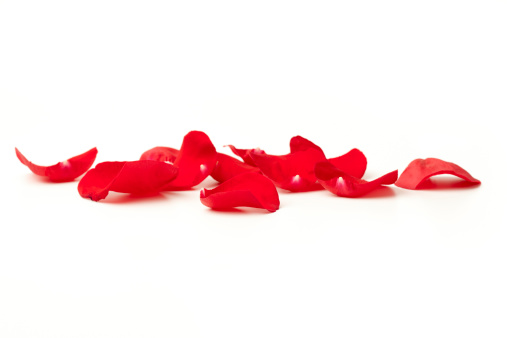 Red Rose petals laying down on a white surface. Soft focus.