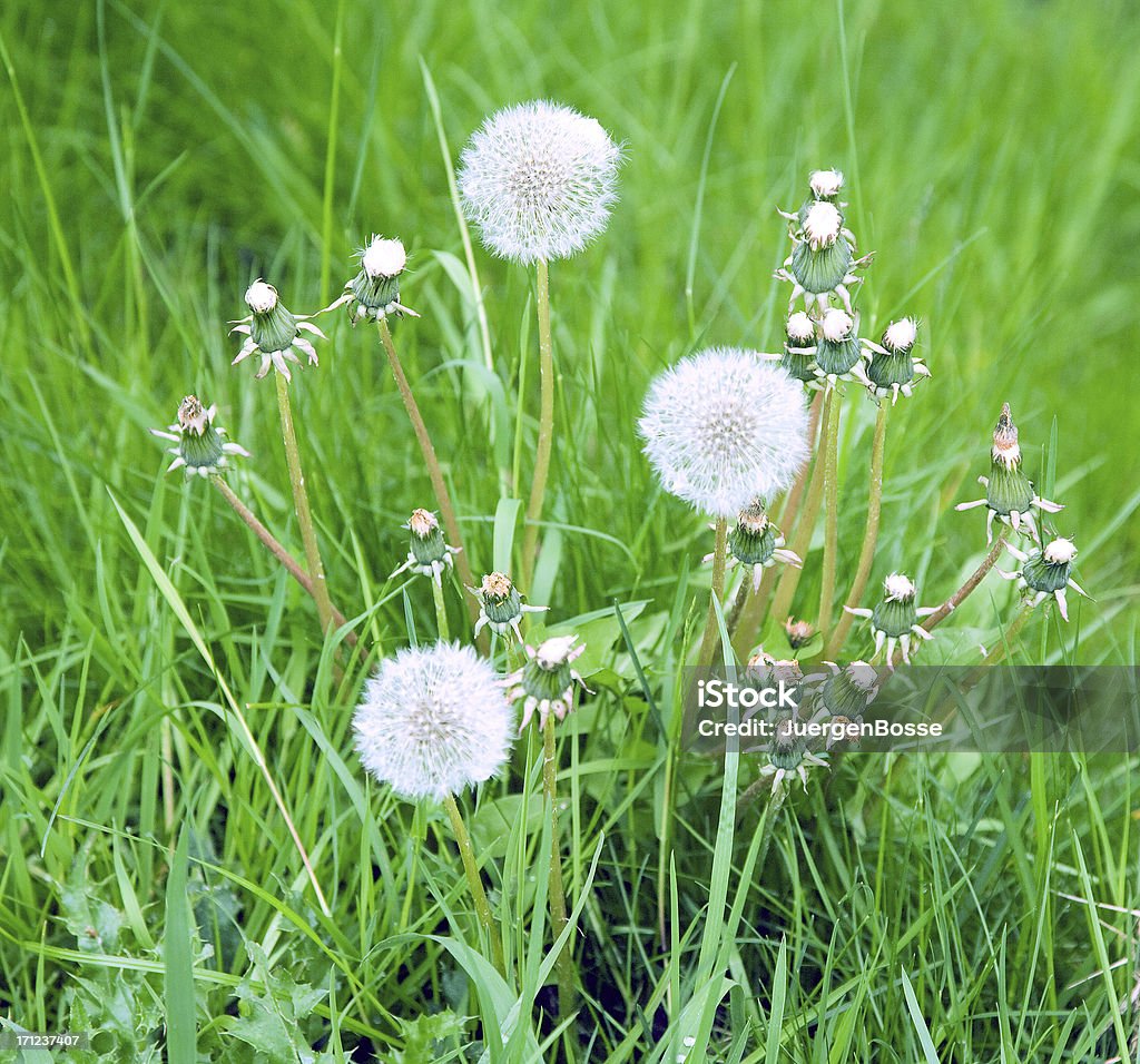 Von Löwenzahn Samen - Lizenzfrei Blume Stock-Foto