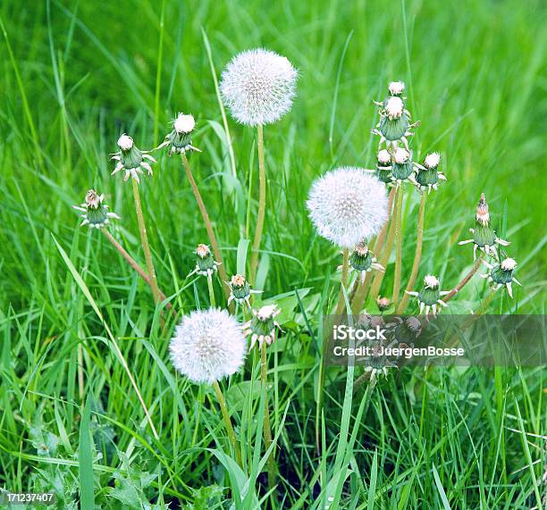 Von Löwenzahn Samen Stockfoto und mehr Bilder von Blume - Blume, Fotografie, Frühling