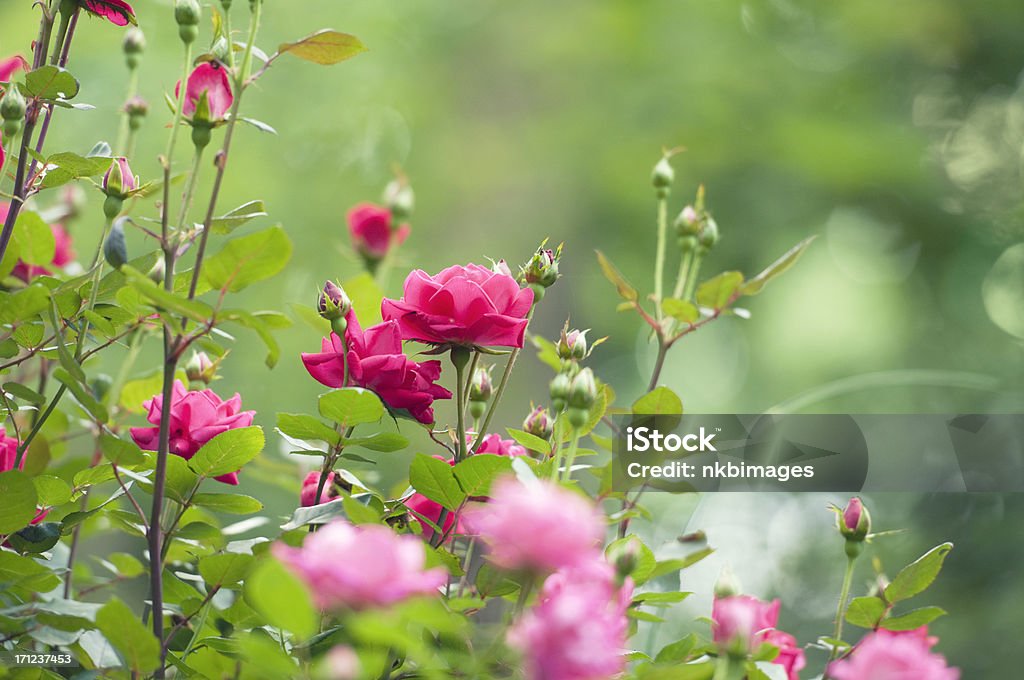 水平夏のピンクのバラ園 - バラ園のロイヤリティフリーストックフォト