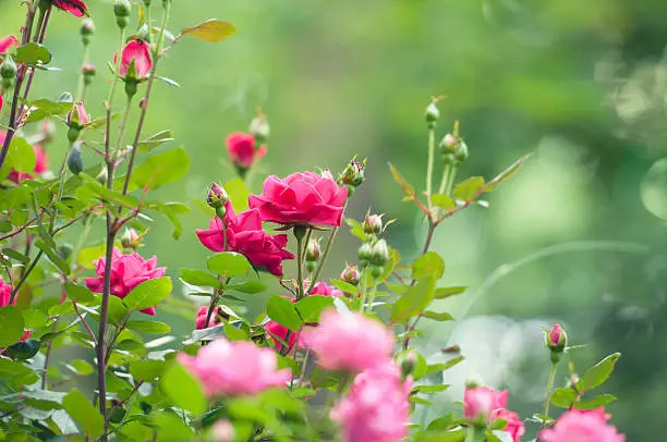 Horizontal image of a summer pink Rose garden. More roses: