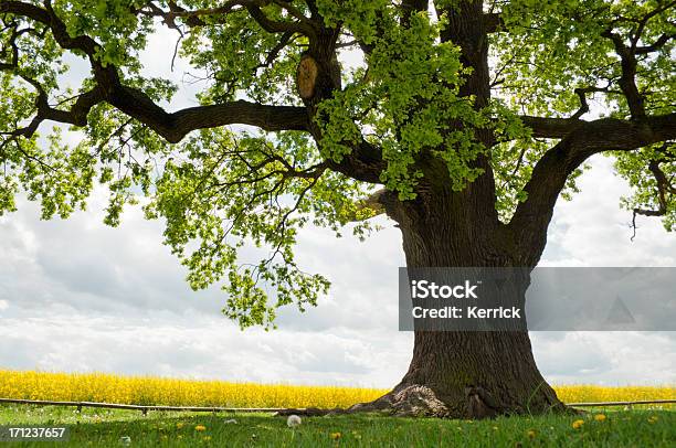 Einzelne Oak Auf Rapsfeld Stockfoto und mehr Bilder von Baum - Baum, Alt, Eiche