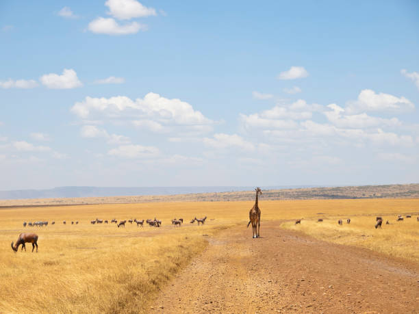 istock Herd of Topis and giraffe 171237869