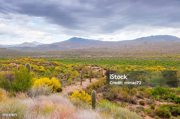 Steppe In Arizona Usa Stock Photo - Download Image Now - Adventure, Arizona, Bush
