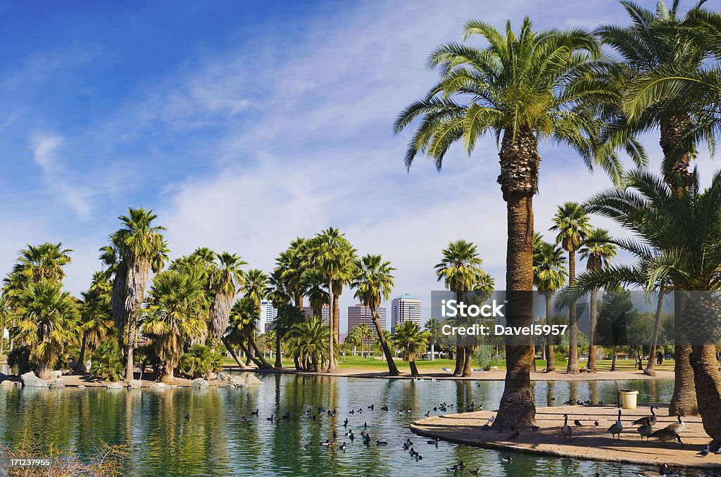 Финикс парк и пруд, пальмы и видом на очертания города - Стоковые фото Финикс - Аризона роялти-фри