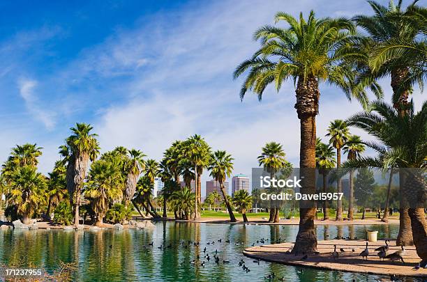 Финикс Парк И Пруд Пальмы И Видом На Очертания Города — стоковые фотографии и другие картинки Финикс - Аризона
