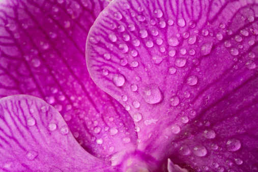 A vibrant purple orchid blossom sits on a dark wet surface