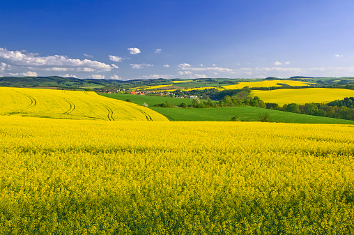 Blooming canola fields in spring with a small town in the valley and blue cloudy sky.