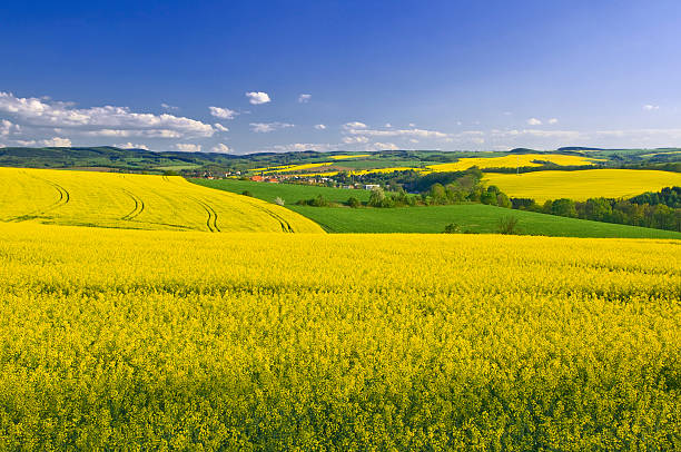 Blooming canola fields in spring Blooming canola fields in spring with a small town in the valley and blue cloudy sky. erzgebirge stock pictures, royalty-free photos & images