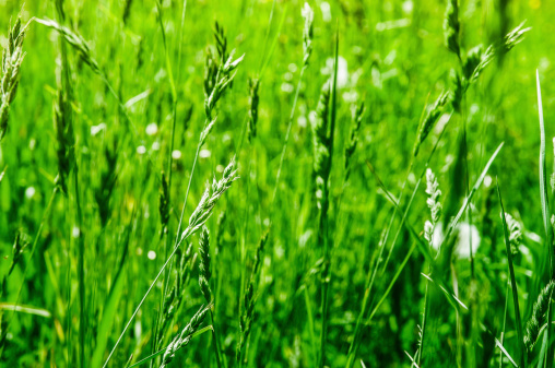 in german such a meadow is called Magerwiese