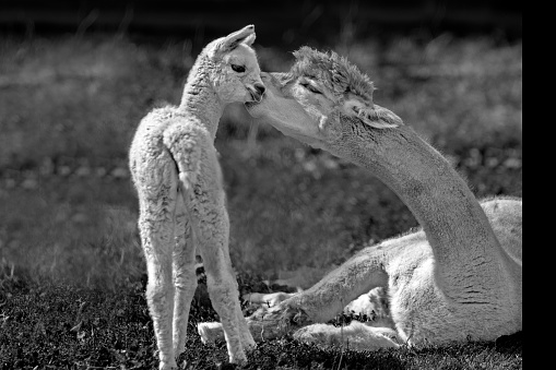 A mother Llama  kissing its baby