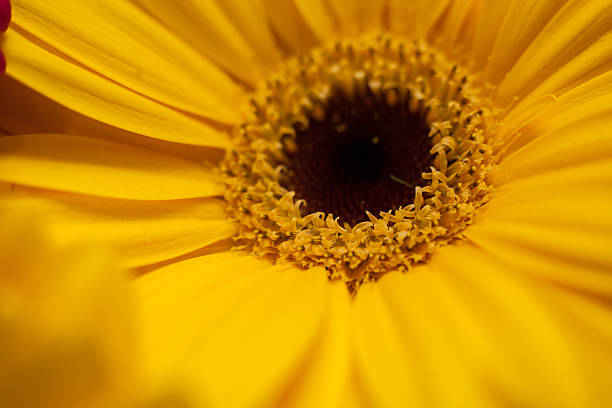 очень жесткие в крупный план яркий желтый daisy - close to moving up closed single flower стоковые фото и изображения
