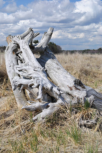 istock Driftwood on Maine beach 171239655