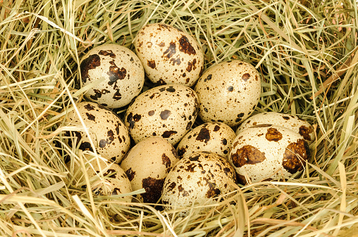 Many   brown speckled quail eggs in a bird‘s nest made of hay. Close up, full frame. Horizontal orientation.