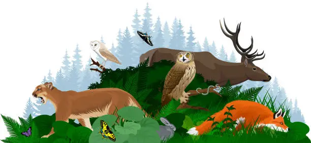 Vector illustration of Vector woodland forest illustration with animals