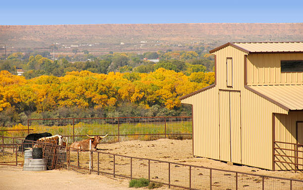 longhorn i bovini maschi, rio grande valley - rio grande new mexico river valley foto e immagini stock