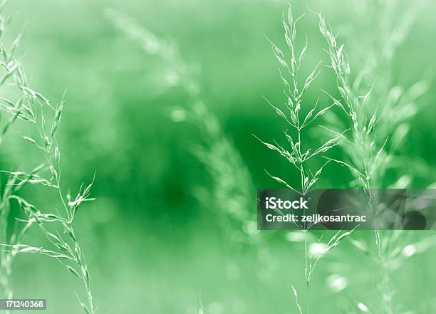 Schöne Natur Stockfoto und mehr Bilder von Bildhintergrund - Bildhintergrund, Bildschärfe, Blütenblatt