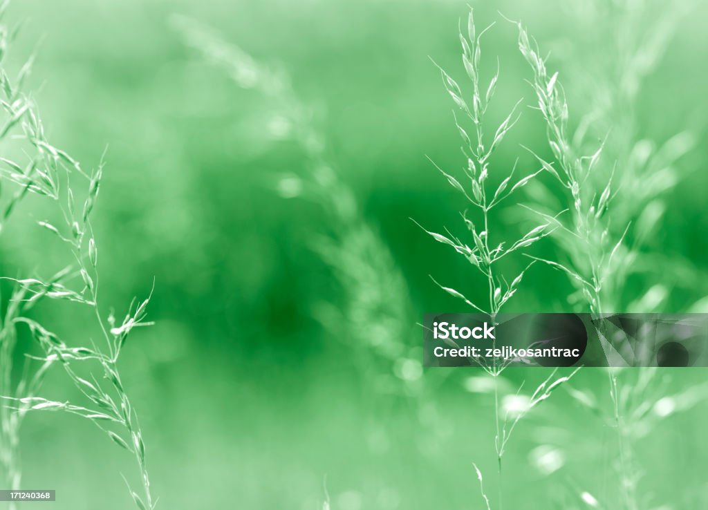 Bella natura - Foto stock royalty-free di Ambientazione esterna