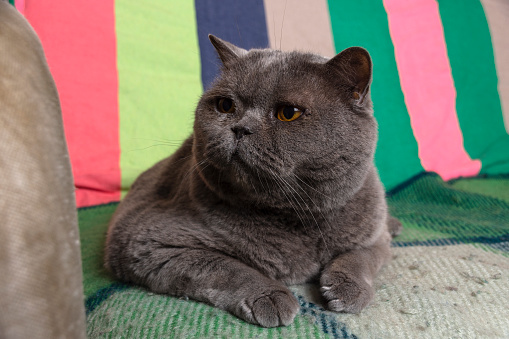 An elderly Scottish cat sits on a colorful motley sofa and looks away. The life of pets.