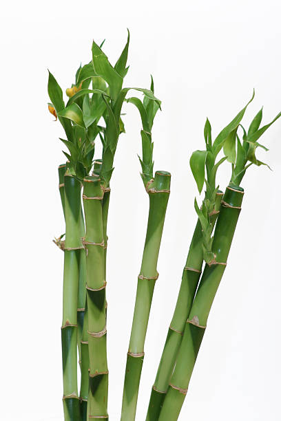 istock Lucky bamboos against a white background 171240564