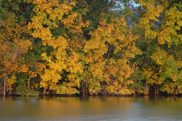 istock Full frame of trees with autumn colours in lake. 1712406357
