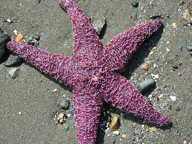 Cтоковое фото морская звезда
