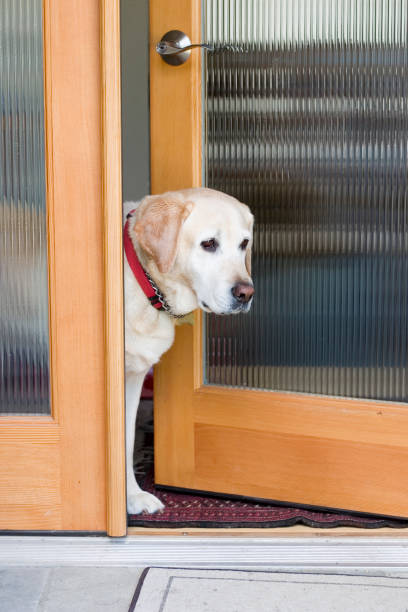 istock Dog waiting at door for master 171240966