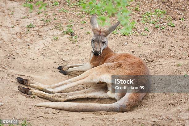 Canguro In Australia - Fotografie stock e altre immagini di Alzarsi su due zampe - Alzarsi su due zampe, Ambientazione esterna, Animale