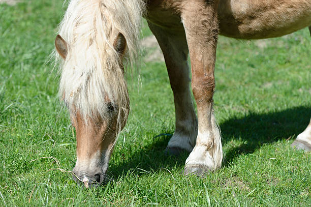 istock Eating horse detail 171241148