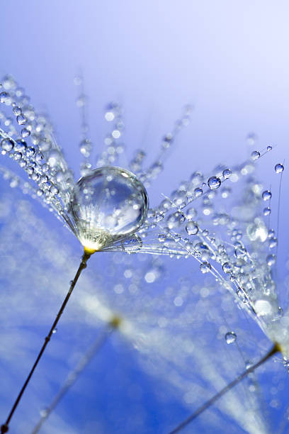 istock Dandelion and Dew - Summer Morning Blue Nature Macro 171241203
