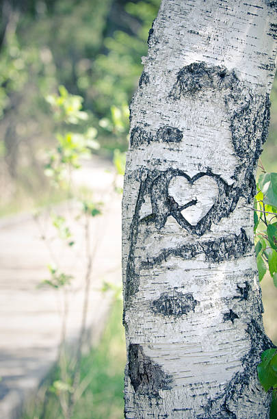 coeur-valentine thème ou un concept de l'amour - birch bark photos et images de collection