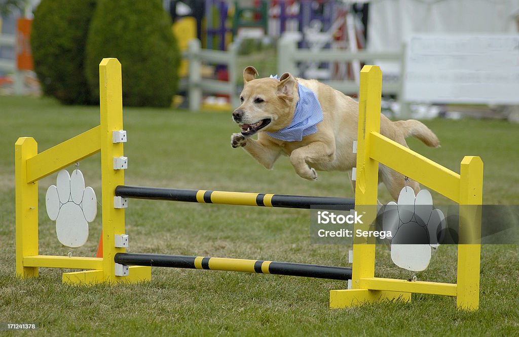 Agile Hund Labrador - Lizenzfrei Hund Stock-Foto