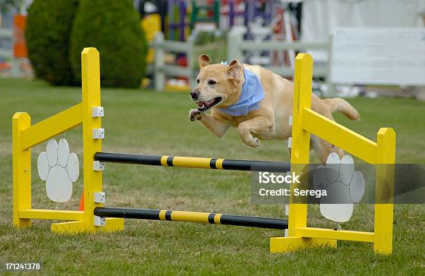 Agile Hund Labrador Stockfoto und mehr Bilder von Hund - Hund, Agility, Hindernisparcours