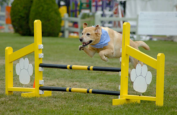 agile chien labrador - crimped photos et images de collection