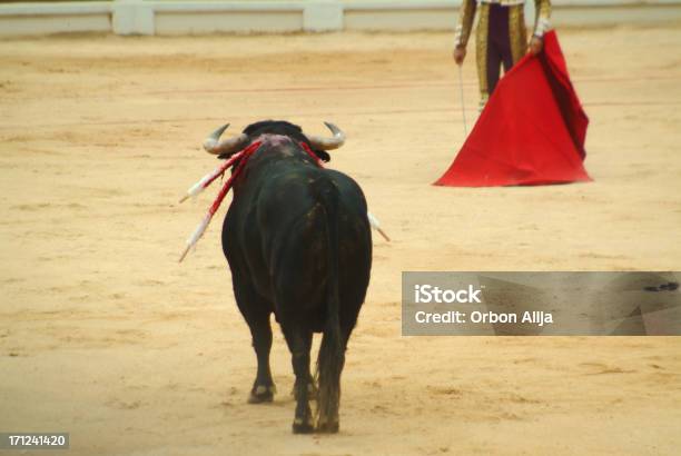 Touro Luta - Fotografias de stock e mais imagens de Adulto - Adulto, Adversidade, Animal