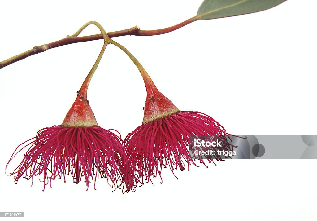Guma blossom - Zbiór zdjęć royalty-free (Eukaliptus)