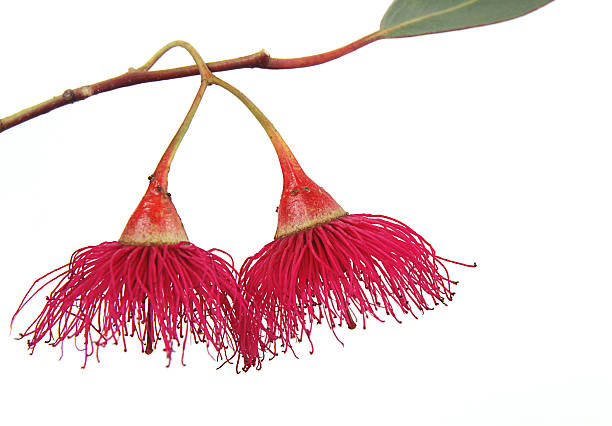 резина blossom - australian culture flower indigenous culture plant стоковые фото и изображения