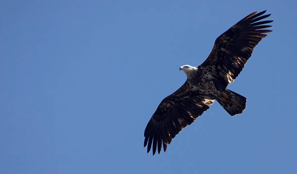 Young Bald Eagle stock photo