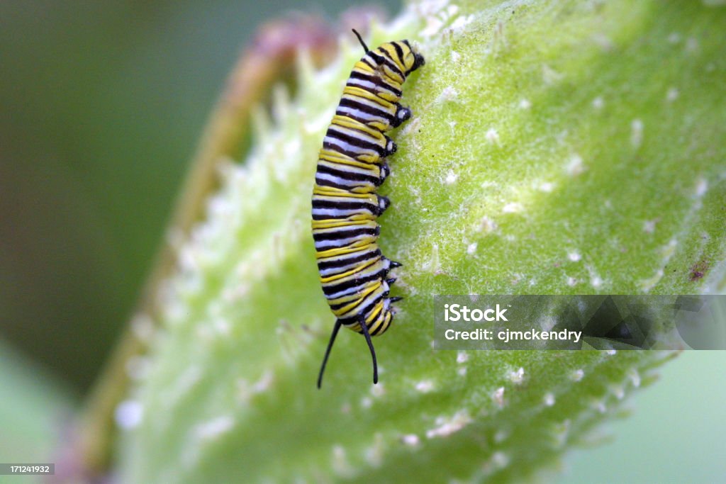 Caterpillar - Zbiór zdjęć royalty-free (Monarcha)