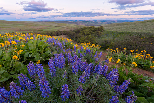 A beautiful sunset in the Columbia Hills filled with the wildflowers of Spring, Columbia River Gorge, Washington State.