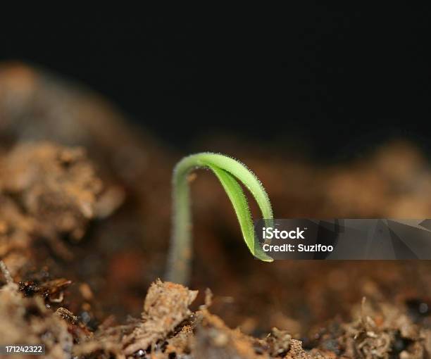 Emerging Seedling Stock Photo - Download Image Now - Plant, Agriculture, Close-up