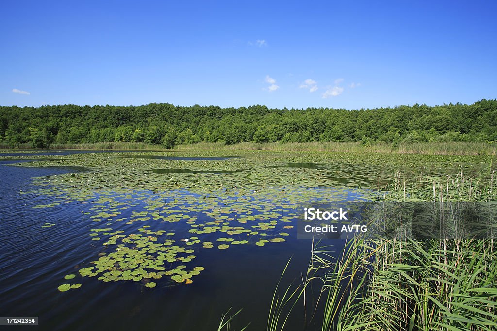 Hidden Lake Small Lake with reed and water-lilies Rushes - Plant Stock Photo