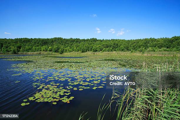 Hidden Lake Stock Photo - Download Image Now - Rushes - Plant, Woodland, Air Pump