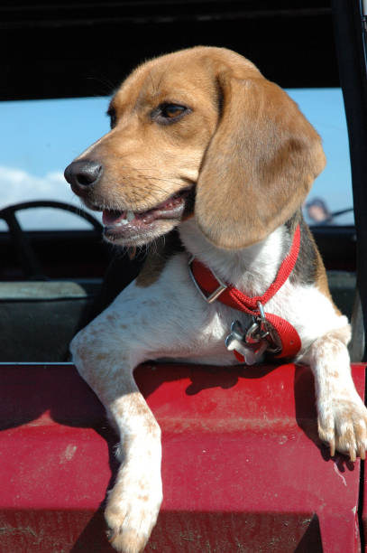 istock Dog in back of jeep 171242404